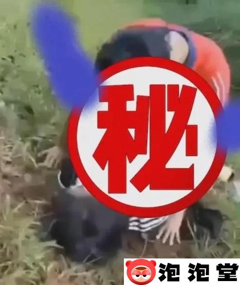 周口刘双婷麦地战神的视频是啥意思？有什么瓜？-5